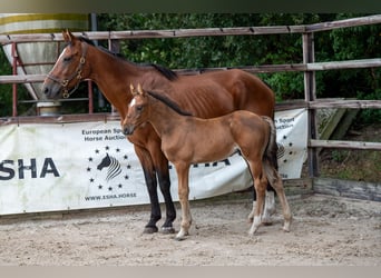 Belgian Warmblood, Stallion, Foal (07/2024), Brown