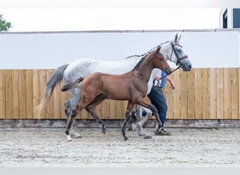 Belgian Warmblood, Stallion, , Brown