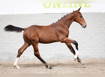 Belgian Warmblood, Stallion, Foal (06/2026), Brown