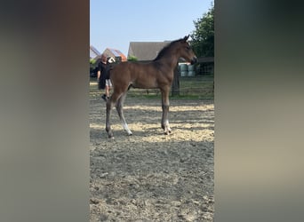 Belgian Warmblood, Stallion, Foal (07/2025), Brown