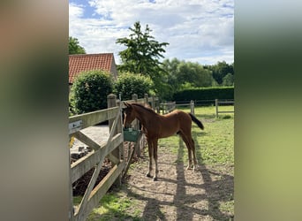 Belgian Warmblood, Stallion, Foal (01/2026), Brown