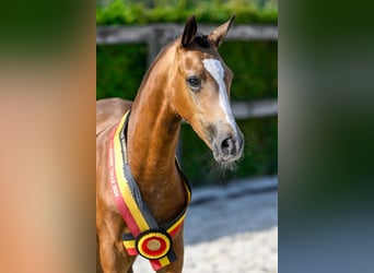 Belgian Warmblood, Stallion, Foal (05/2024), Buckskin