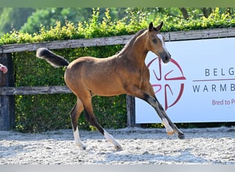 Belgian Warmblood, Stallion, Foal (05/2024), Buckskin