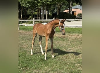 Belgian Warmblood, Stallion, Foal (06/2025), Chestnut-Red