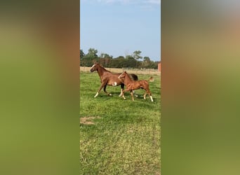 Belgian Warmblood, Stallion, Foal (05/2024), Chestnut-Red