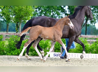 Belgian Warmblood, Stallion, Foal (04/2026), Chestnut-Red