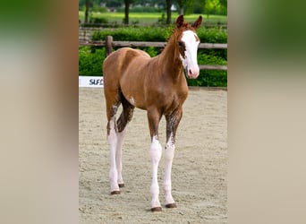 Belgian Warmblood, Stallion, Foal (04/2026), Chestnut-Red