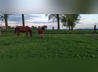 Belgian Warmblood, Stallion, Foal (02/2024), Chestnut-Red