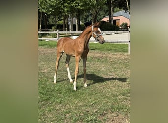Belgian Warmblood, Stallion, Foal (06/2025), Chestnut-Red