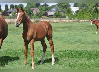 Belgian Warmblood, Stallion, Foal (03/2025), Chestnut-Red