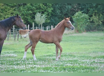 Belgian Warmblood, Stallion, Foal (03/2025), Chestnut-Red
