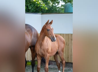 Belgian Warmblood, Stallion, Foal (04/2025), Chestnut-Red