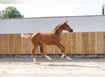 Belgian Warmblood, Stallion, Foal (04/2025), Chestnut-Red