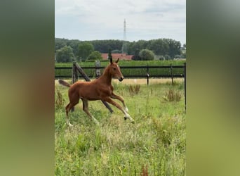 Belgian Warmblood, Stallion, Foal (05/2025), Chestnut-Red