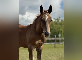 Belgian Warmblood, Stallion, Foal (05/2025), Chestnut-Red