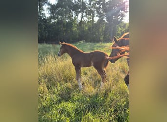 Belgian Warmblood, Stallion, Foal (06/2026), Chestnut-Red