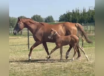 Belgian Warmblood, Stallion, Foal (06/2026), Chestnut-Red