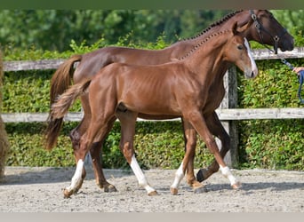 Belgian Warmblood, Stallion, Foal (04/2024), Chestnut