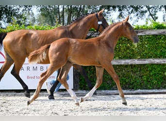 Belgian Warmblood, Stallion, Foal (05/2024), Chestnut