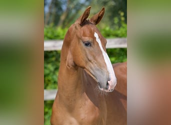 Belgian Warmblood, Stallion, Foal (04/2024), Chestnut