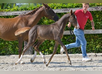 Belgian Warmblood, Stallion, Foal (06/2024), Chestnut