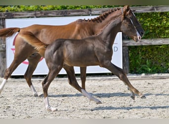 Belgian Warmblood, Stallion, Foal (06/2024), Chestnut