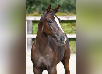 Belgian Warmblood, Stallion, Foal (04/2023), Chestnut