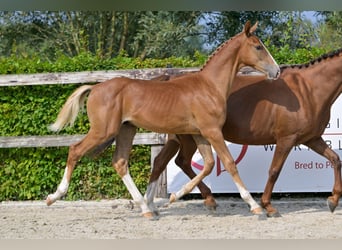 Belgian Warmblood, Stallion, Foal (04/2024), Chestnut