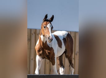 Belgian Warmblood, Stallion, Foal (06/2025)