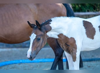 Belgian Warmblood, Stallion, Foal (06/2025)