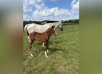 Belgian Warmblood, Stallion, Foal (07/2025), Grey
