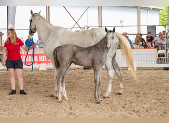 Belgian Warmblood, Stallion, Foal (04/2026), Grey