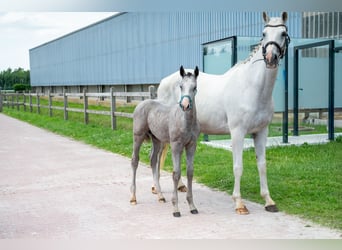 Belgian Warmblood, Stallion, Foal (04/2026), Grey