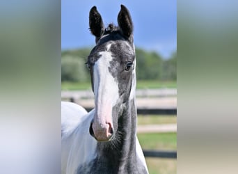 Belgian Warmblood, Stallion, Foal (04/2026), Overo-all-colors