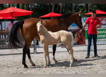 Belgian Warmblood, Stallion, Foal (06/2026), Palomino