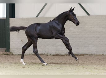 Belgian Warmblood, Stallion, Foal (03/2026), Palomino