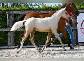 Belgian Warmblood, Stallion, Foal (04/2024), Palomino