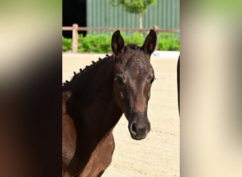 Belgian Warmblood, Stallion, Foal (04/2026)