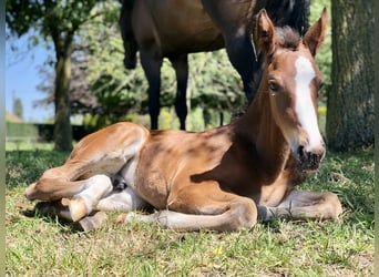 Belgian Warmblood, Stallion, Foal (04/2026)