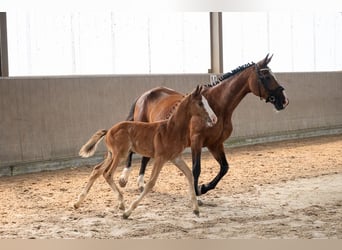 Belgian Warmblood, Stallion, Foal (05/2026)