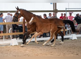 Belgian Warmblood, Stallion, Foal (05/2026)