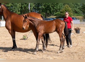 Belgian Warmblood, Stallion, Foal (04/2026)