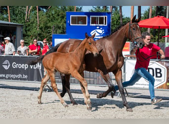 Belgian Warmblood, Stallion, Foal (05/2026)