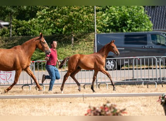 Belgian Warmblood, Stallion, Foal (04/2026)
