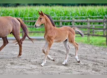 Belgian Warmblood, Stallion, Foal (06/2025)