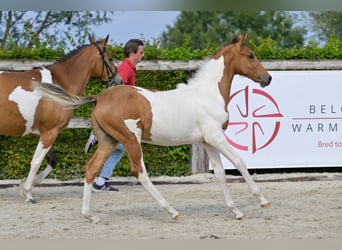 Belgian Warmblood, Stallion, Foal (04/2024)