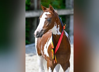 Belgian Warmblood, Stallion, Foal (05/2024)