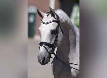Belgian Warmblood, Stallion, 6 years, 16.2 hh, Gray