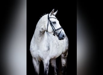 Belgian Warmblood, Stallion, 12 years, 16,1 hh, Grey