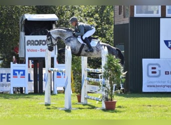 Belgian Warmblood, Stallion, 12 years, 16,1 hh, Grey